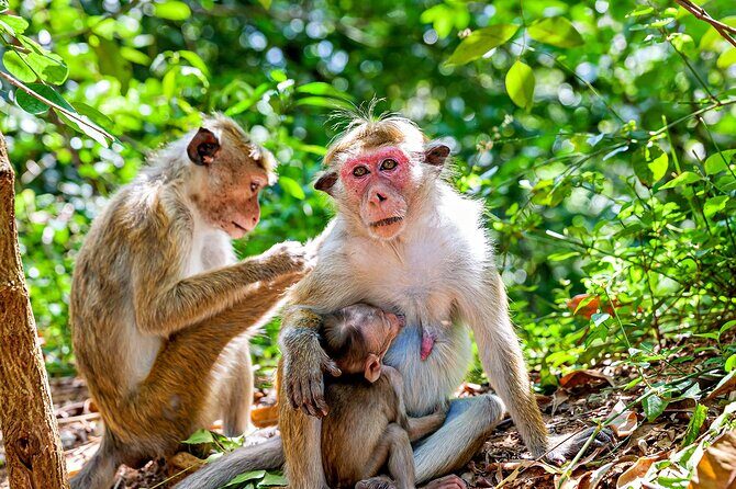 Sigiriya and Dambulla day trip, the cream of Sri Lankan heritage - The Sum Up  