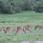 Sigiriya, Kandy 5-day Private Tour with beach, hill country - Why This Tour Offers Great Value
