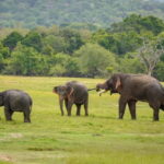 Sigiriya Lion Rock Hike & Minneriya National Park Safari - What Makes This Tour Stand Out