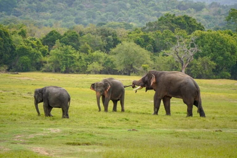 Sigiriya Lion Rock Hike & Minneriya National Park Safari - What Makes This Tour Stand Out