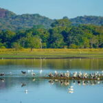 Sigiriya: Lion Rock & Minneriya Safari Full Day Private Tour - Transitioning to Wildlife: Minneriya Safari