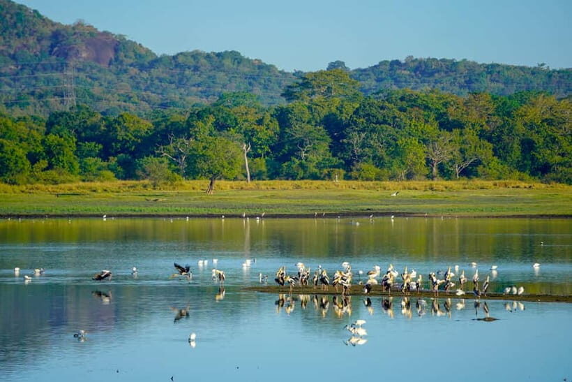 Sigiriya: Lion Rock & Minneriya Safari Full Day Private Tour - Transitioning to Wildlife: Minneriya Safari