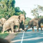 Sigiriya to Kandy Transfer with Dambulla and view points - A Closer Look at the Experience