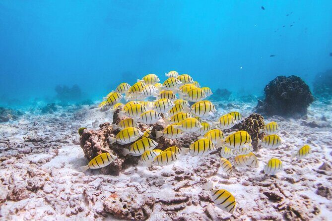 Similan Islands Tour by Speed Catamaran with Snorkeling and Meals - Authentic Experiences from Past Travelers