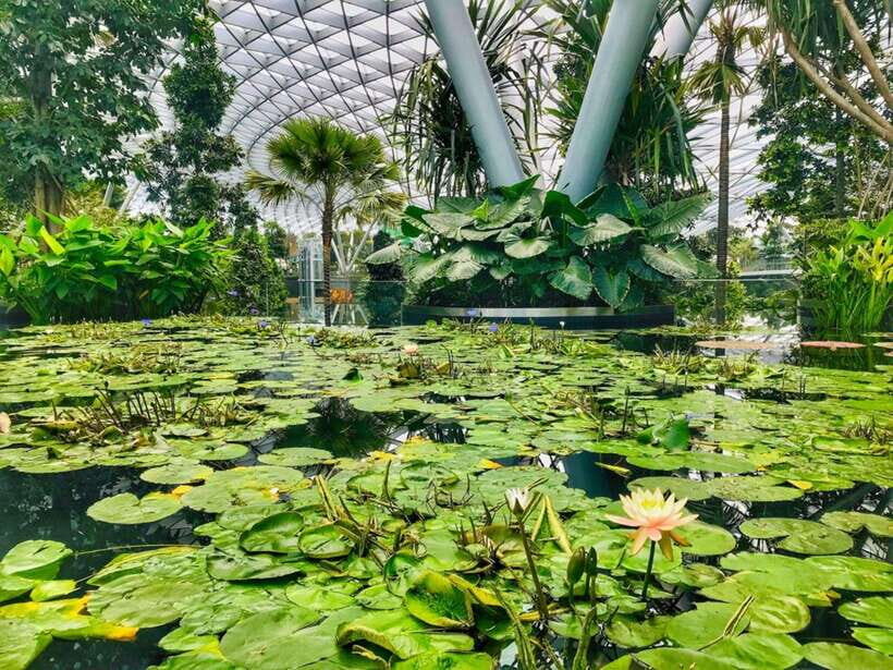 Singapore: Discover Jewel Changi Guided Tour - Who Will Get the Most from This Tour?