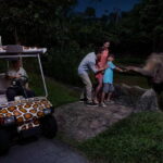 Singapore: Night Safari and Tram Ride Ticket - What You Can Expect from the Night Safari