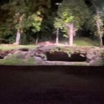 Singapore Night Safari Entrance Ticket with Tram Ride - Real Traveler Insights