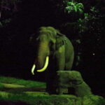 Singapore: Night Safari Singapore w/ Tram - What to Expect from the Night Safari Experience