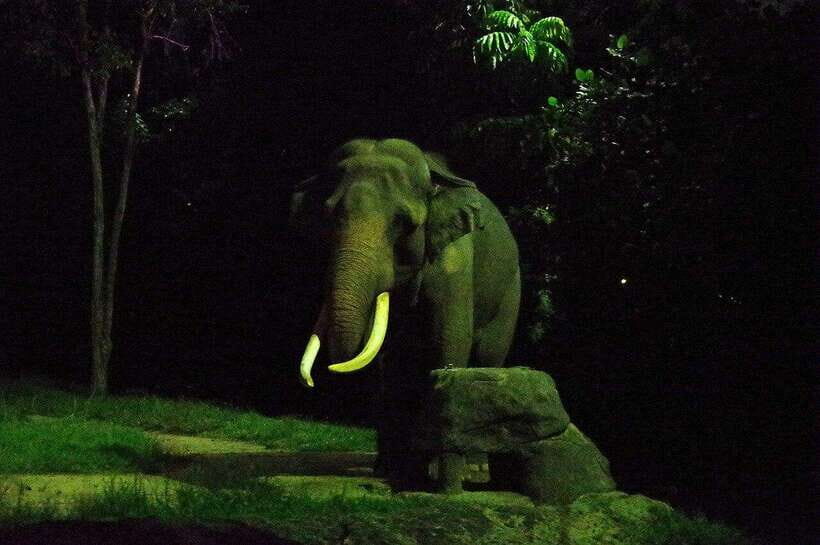 Singapore: Night Safari Singapore w/ Tram - What to Expect from the Night Safari Experience