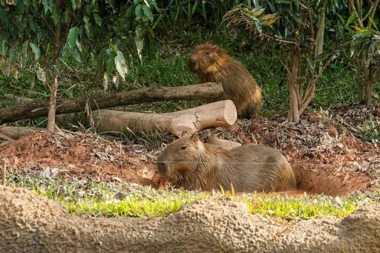 Singapore: River Wonders - The Sum Up