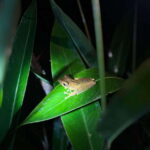 Sinharaja Rainforest: Day Trip From Galle or Bentota - Discovering the Sinharaja Rainforest