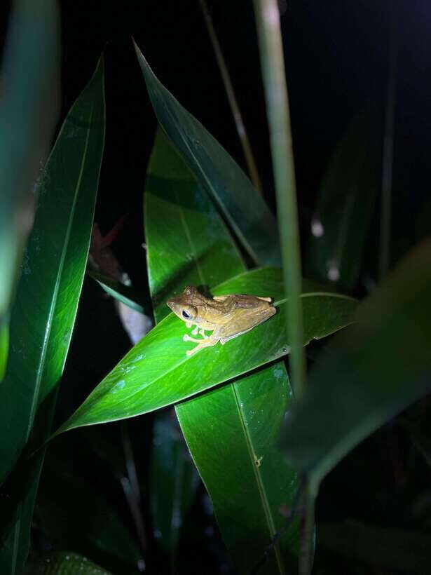 Sinharaja Rainforest: Day Trip From Galle or Bentota - Discovering the Sinharaja Rainforest