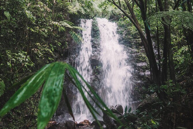 Sinharaja Rainforest Trek with Guide and Lunch - Is This Tour Worth the Price?