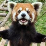 Skip Crowed Dujingyan Panda Tour Option Red Panda Interactive - Potential Drawbacks
