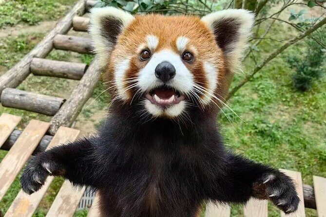 Skip Crowed Dujingyan Panda Tour Option Red Panda Interactive - Who Should Consider This Tour?