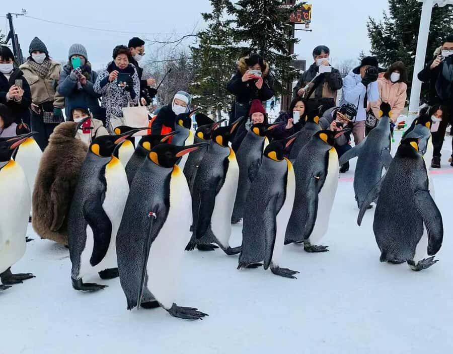 Small Group Hokkaido Sapporo Abashiri 9-Guest 2-Day Tour - What Makes This Tour Stand Out