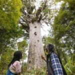 Small-Group Mystical Waipoua Forest Kauri Tour from Auckland - Final Thoughts on Value