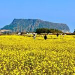 Small Group Tour for Jeju Autumn Snoopy Garden and Tangerine Cafe - What Makes This Tour Stand Out