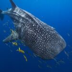 Snorkel with Giants at Ningaloo Reef - What Makes This Tour Stand Out