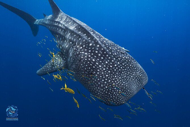 Snorkel with Giants at Ningaloo Reef - What Makes This Tour Stand Out
