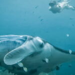 Snorkeling 3 Spots with GoPro & West Coast Tour Nusa Penida - What Does the Experience Mean for You?