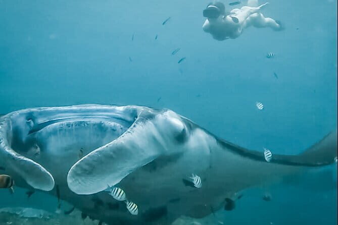 Snorkeling 3 Spots with GoPro & West Coast Tour Nusa Penida - What Does the Experience Mean for You?