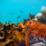 Snorkeling Adventure for Kids with Private Guide In Sydney - What to Expect During the Tour