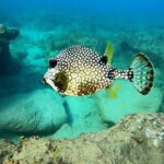 Snorkeling Adventure in Aguadilla - Logistics and Practical Details