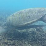 Snorkeling Adventure with Guide - The Benefits of Local Guides