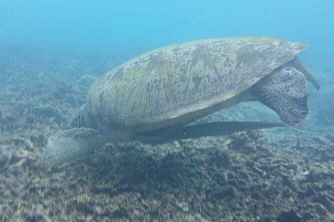 Snorkeling Adventure with Guide - The Benefits of Local Guides