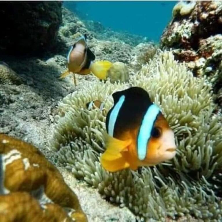 SNORKELING AT BLUELAGOON SPOT - Diving Into the Experience: What You Can Expect