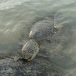 Snorkeling at Hikkaduwa - Who Should Consider This Tour?
