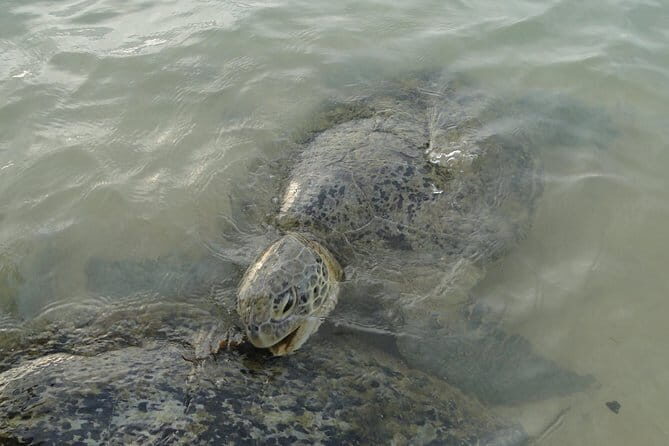 Snorkeling at Hikkaduwa - Who Should Consider This Tour?  