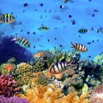 Snorkeling at Manta Point, the most chance to see Manta Rays - Why This Tour Offers Great Value