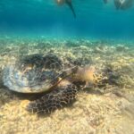 Snorkeling at Menjangan Island Bali Hidden Underwater Gem - The Itinerary & What to Expect