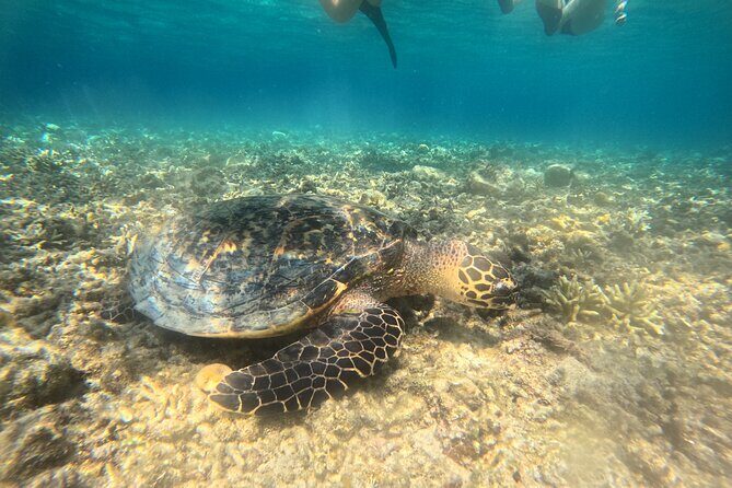 Snorkeling at Menjangan Island Bali Hidden Underwater Gem - The Itinerary & What to Expect