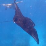 Snorkeling Day Trip To Lembongan and Penida - What Makes This Tour Stand Out?