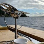 Snorkeling Shark Ray and Discovery DE the Black Pearl in Bora Bora - What Travelers Should Know