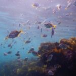 Snorkeling To Discover Sydney's Underwater Wonders - Who Is This Tour Best For?