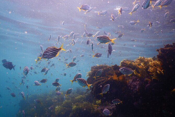 Snorkeling To Discover Sydney's Underwater Wonders - Who Is This Tour Best For?