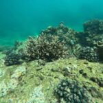 Snorkeling Trip To Angel Rock - What Is the Snorkeling Trip to Angel Rock All About?