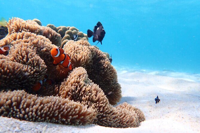 Snorkeling with Sea Turtle - Why This Tour Offers Great Value