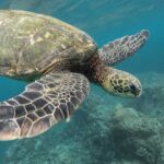 Snorkeling with Turtles in Mirissa - The Value for Money