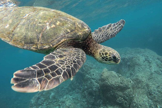 Snorkeling with Turtles in Mirissa - The Value for Money