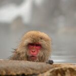 Snow Monkey Park & Zenkoji Private Tour (Customizable) - Authentic Experiences and Hidden Gems