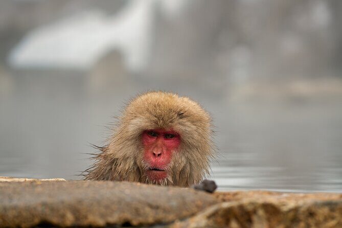 Snow Monkey Park & Zenkoji Private Tour (Customizable) - Authentic Experiences and Hidden Gems