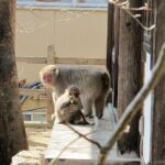 Snow Monkey & Shibu Onsen Private Tour (Nagano, Myoko, Madarao) - Authentic Experiences Highlighted by Reviewers