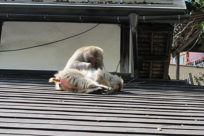 Snow Monkey & Shibu Onsen Private Tour (Nagano, Myoko, Madarao) - Practical Details and Value