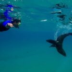 Sorrento: Seal and Sea Dragons 2-Hour Snorkel Experience - Who Is This Tour Best For?