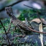 South Coast: Sinharaja Rainforest Walk and Waterfall - Exploring the Experience: What to Expect